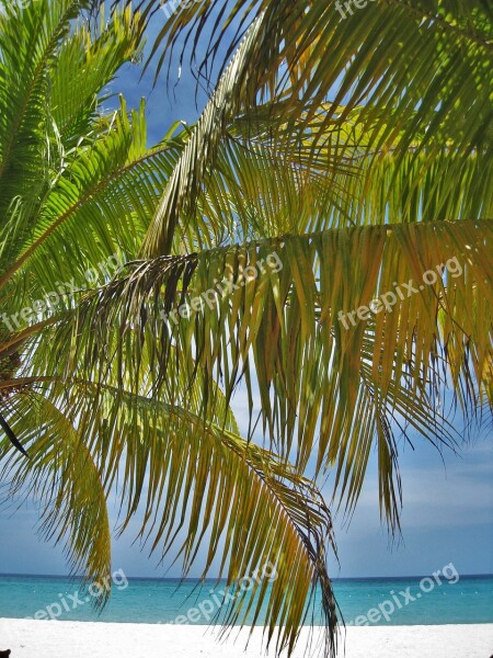 Palm Trees Beach Jamaica Paradise Exotic