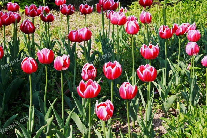 Tulip Flowers Spring Nature Flower Gardens