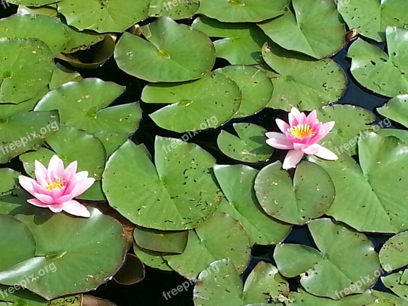 Water Lilies Flower Water Flowers Summer Pictures Free Photos