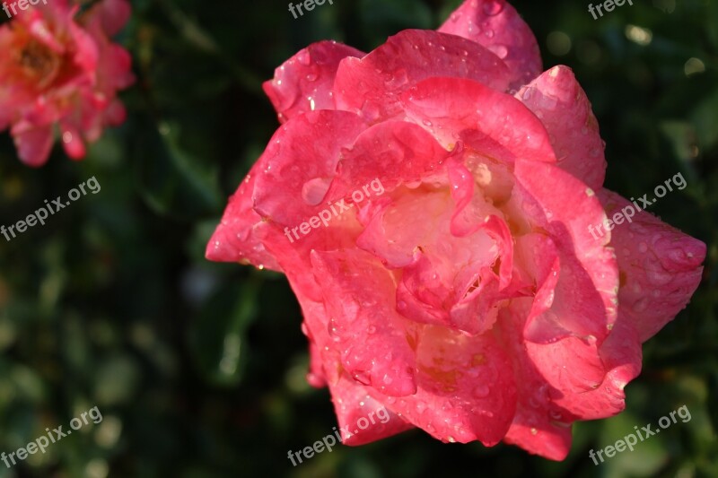 Rose Water Pink Flower Pink Rose