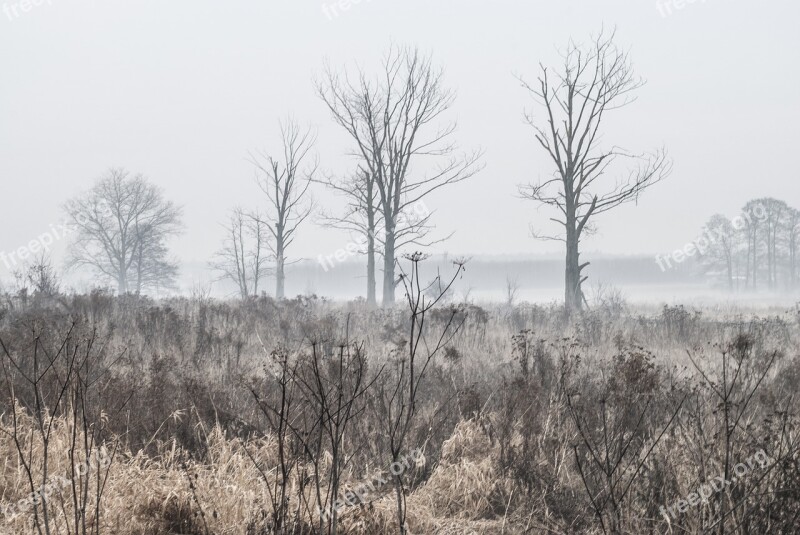 Summer The Fog Rosa Landscape Grass