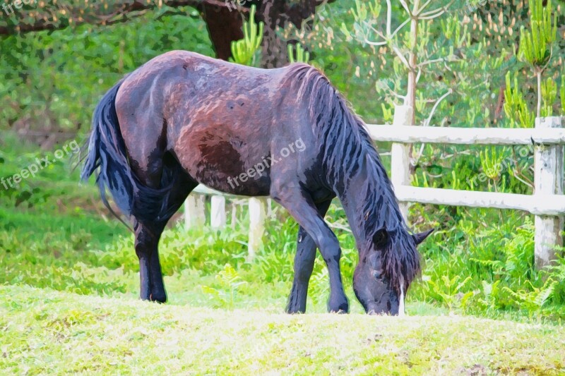 Horse Pony Art Painting Watercolour