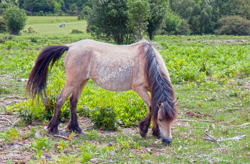 Horse Pony New Forest New Forest Pony Wild