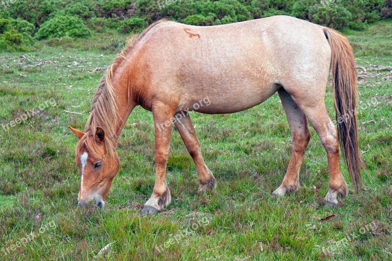 Horse Pony Strawberry Roan Roan New Forest Pony