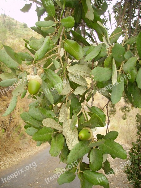 Acorn Cork Oak Tree Oak Plant