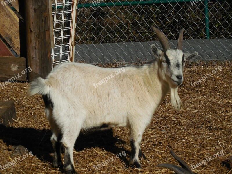 Goat Animal Farm Livestock Rural