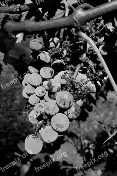 Grapes Acini Bunch Free Photos