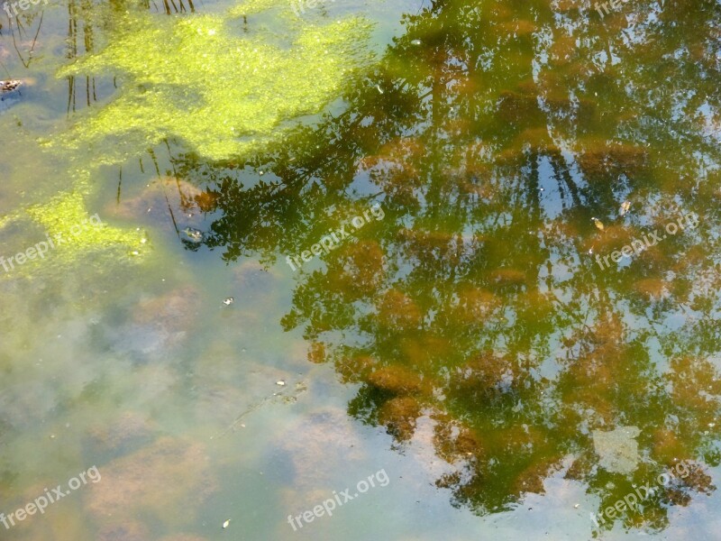 Pond Water Reflection Algae Aquatic Plant