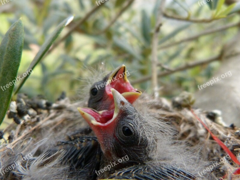 Chick Breeding Nest Bird Young