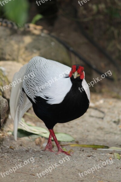 Black And White Pheasant Pheasant Bird Wildlife Free Photos