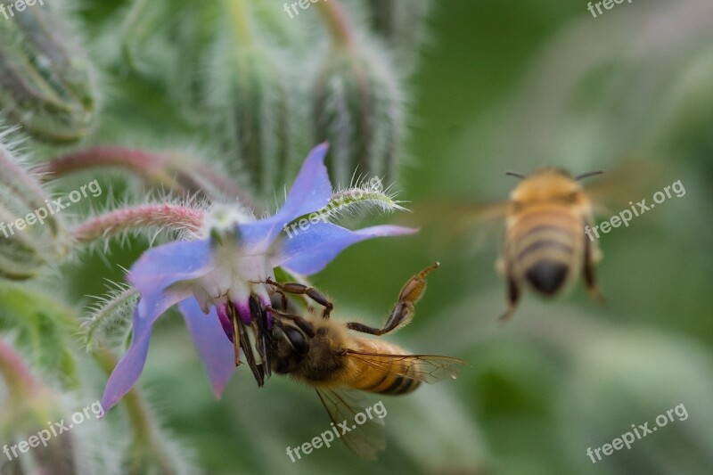 Bee Insects Borage Hub Makro