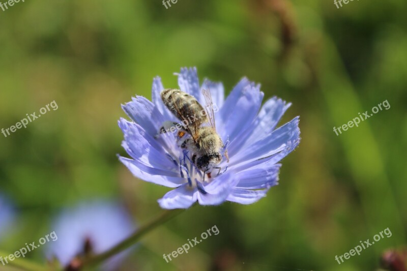 Flower Bee Pollination Spring Insect