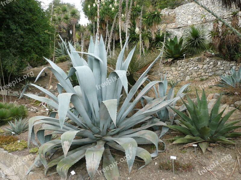 Garden Hanburry Plant France Italy Ventimiglia