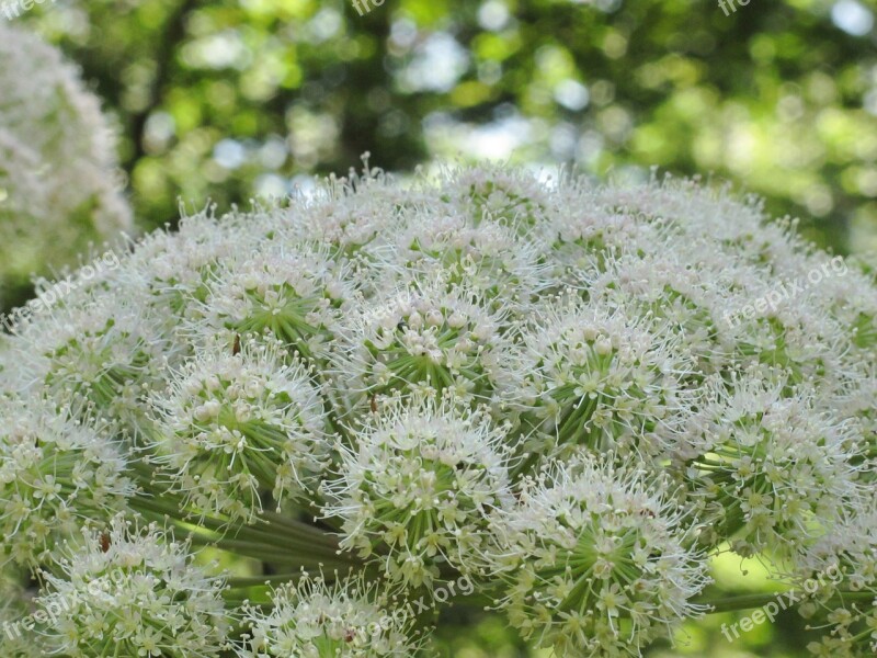 Freshness Vaporous Plant Atmosphere Garden