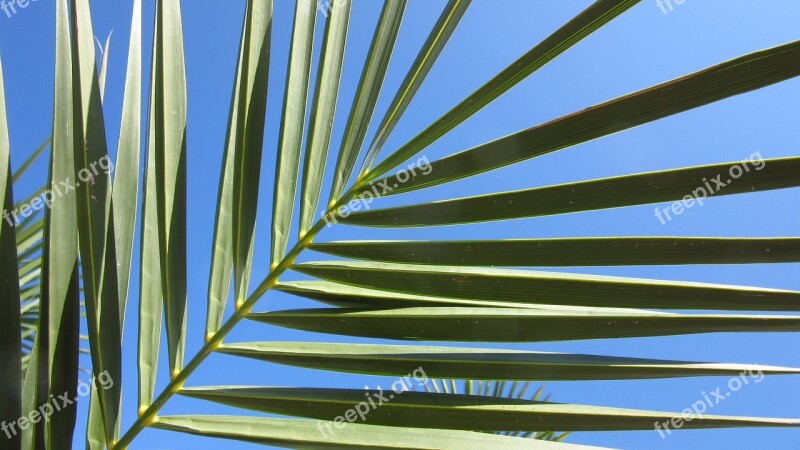 Fan Palm Leaves Sky Palm Leaf Fan Shaped