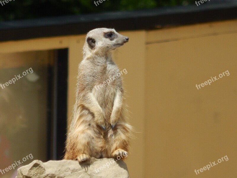 Meerkat Animal Mammal Zoo Desert