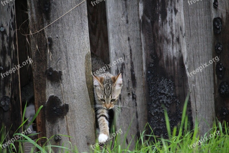 Cat Kitten Cat Baby Young Cat Domestic Cat