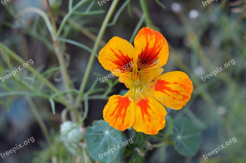 Nasturtium Closeup Macro Petals Orange