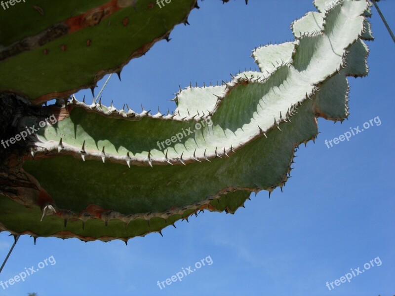 Cactus Plant Spice Thorns Thorn