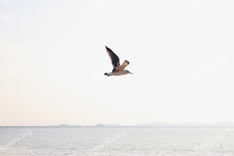 Seagull Sea New Sky Flight