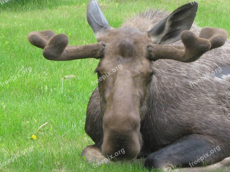 Bull Moose Sleeping Wildlife Nature Portrait