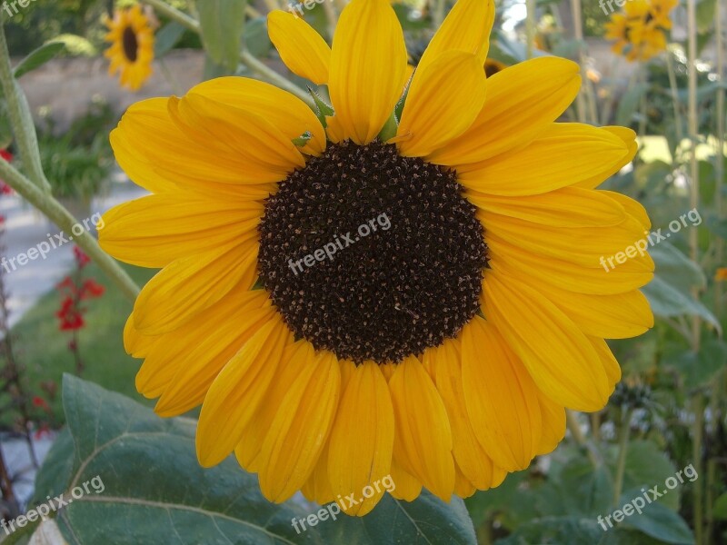 Sunflower Field Yellow Flower Bloom