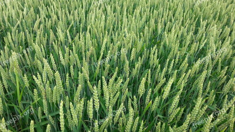 Cornfield Grain Field Nature Harvest