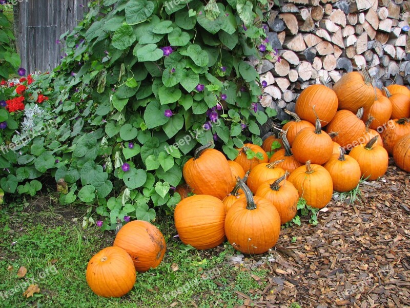 Fall Pumpkins Autumn Halloween Harvest