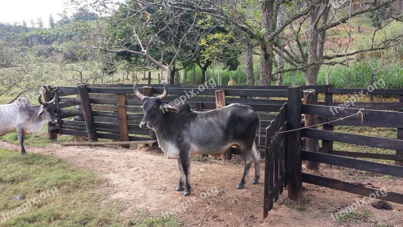 Boi Cow Peace Field Cattle