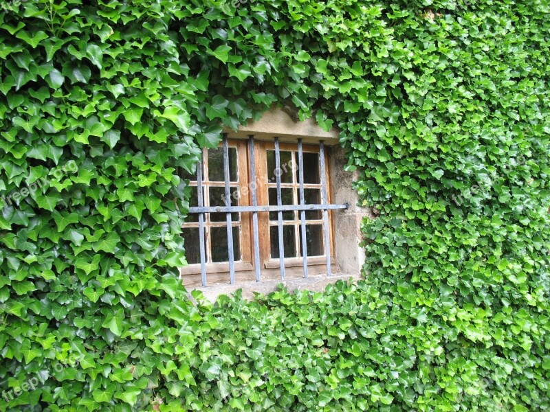 Window Ivy Wall Green Creeper