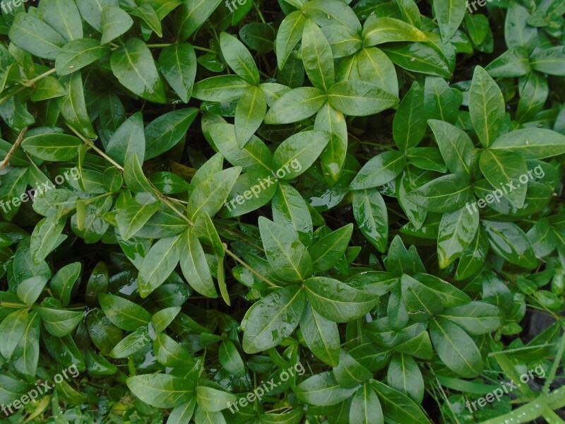 Background Evergreen After The Rain Climbing Plants Green