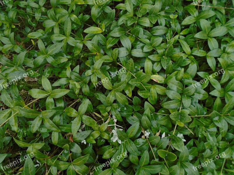 Background Evergreen After The Rain Climbing Plants Green