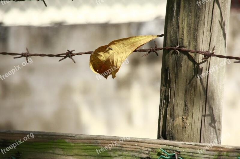 Leave Barbwire Border Outdoor Fence