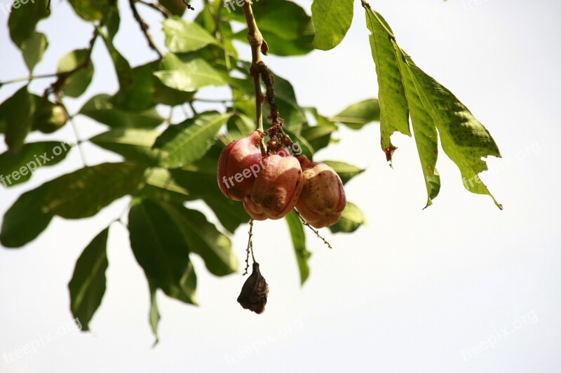 Ackee Fruit Caribbean Jamaica National