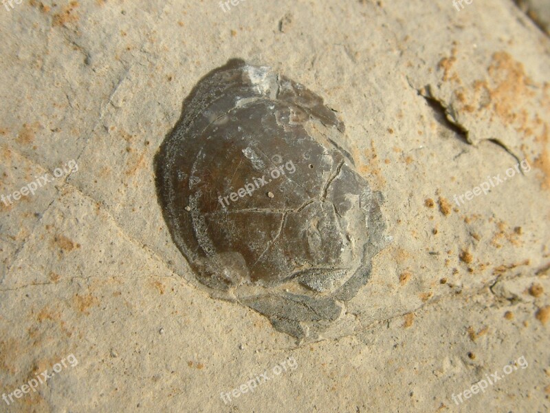 Shell Pattern Fossil Stone Rock