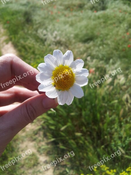 Flower Daisy Nature Flowers Daisy Flower