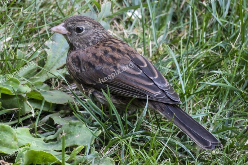 Sparrow Bird Feathered Sitting Nature