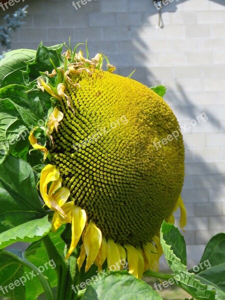 Sunflower Flower Yellow Nature Summer