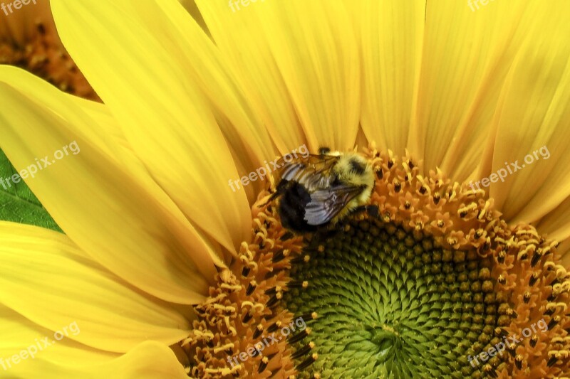 Sunflower Flower Yellow Close Up Bumble Bee