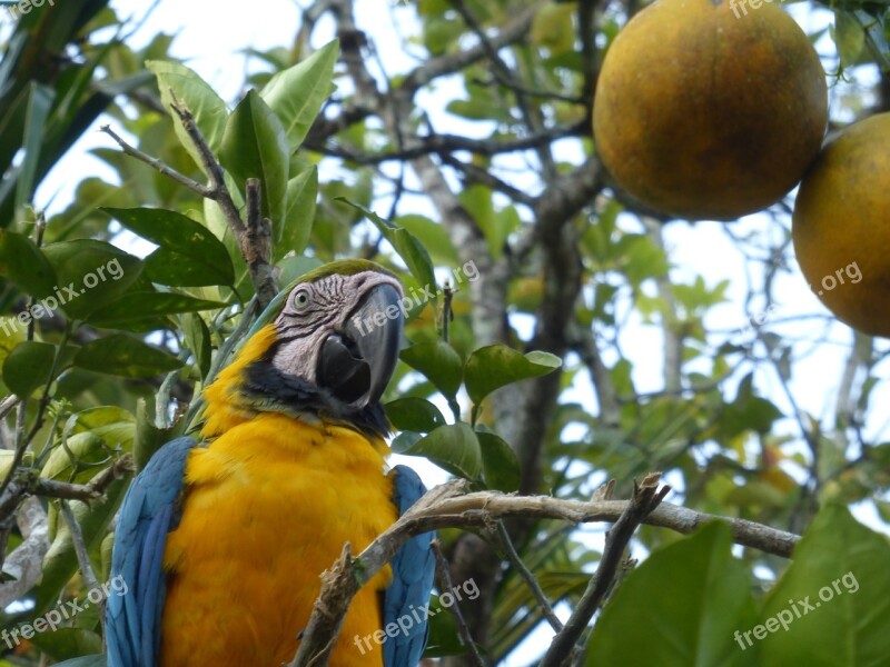 Parrot Landscape Wonder Peru Natural Wonders