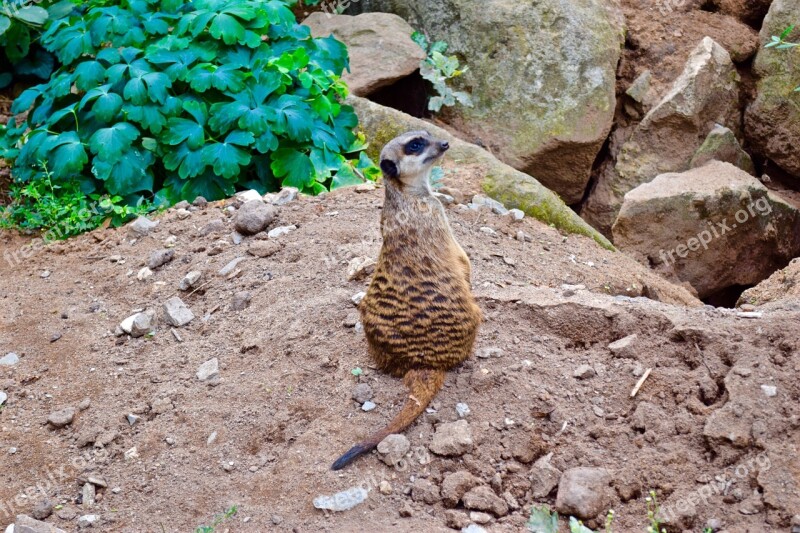 Meerkat Tiergarten Sit Animal Nature