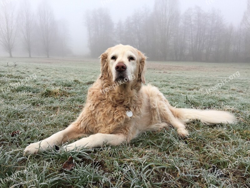 Dog Big Dog Golden Retriever Nature Animal