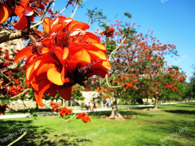 Gardens Turia Valence Flowers Orange