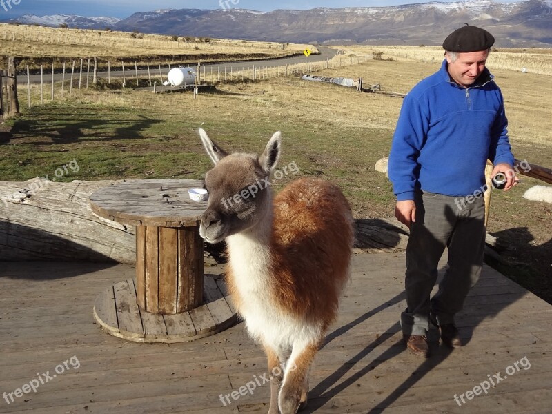 Argentina Patagonia El Calafate Lama Landscape