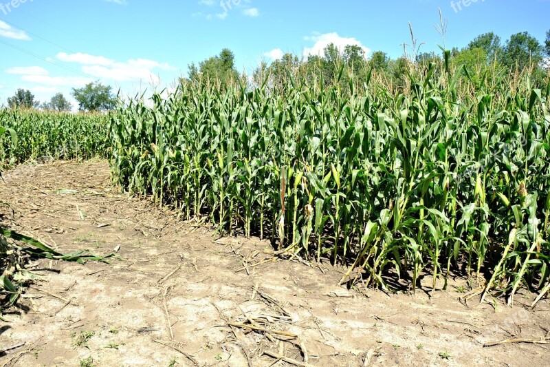 Sweet Corn Maze Grain Plants Crops Harvest