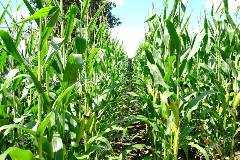 Sweet Corn Field Ontario Canada Harvest Time Free Photos