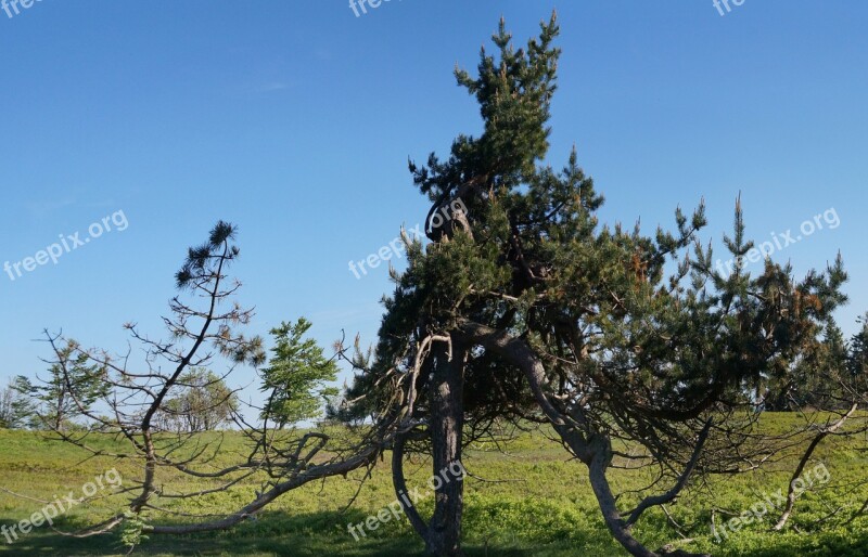 Lichen Highlands Winterberg Cripple Spruce Hocheide