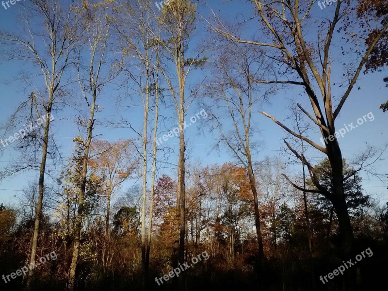 Trees Against The Sky Trees Silhouettes Horizon Nature