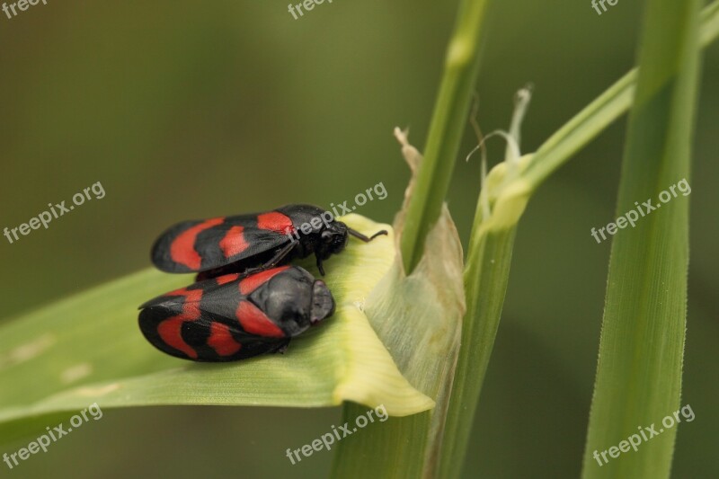 Froghopper Insect Cicadas Red Black Colorfully