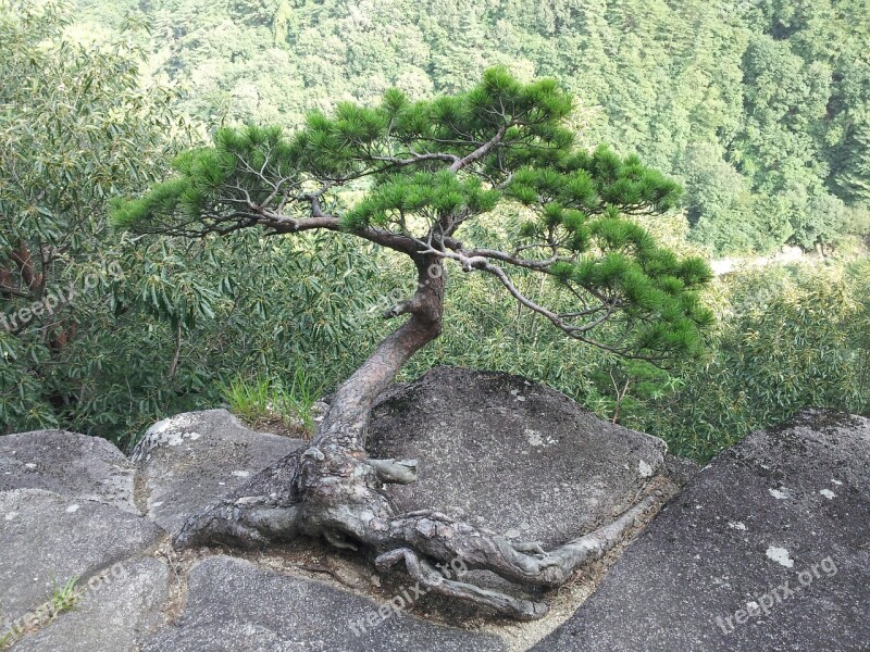 Pine Pine Above The Rocks Fidelity Free Photos